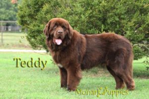 Teddy