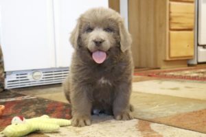 Titan
