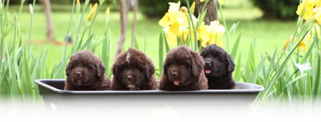 Welcome To Monark Puppies