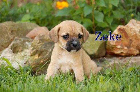 Zeke
