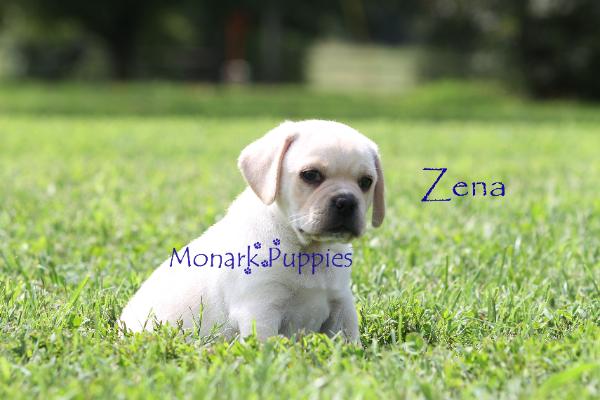 Zena