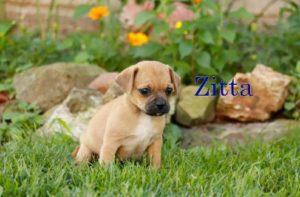 Zitta