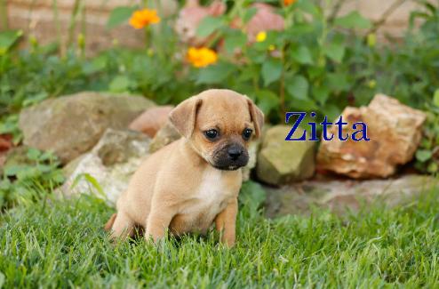 Zitta