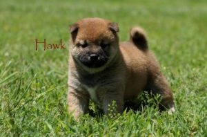 Hawk