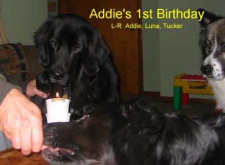 Addie 1