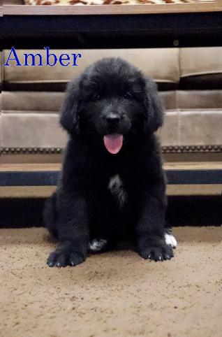 Amber