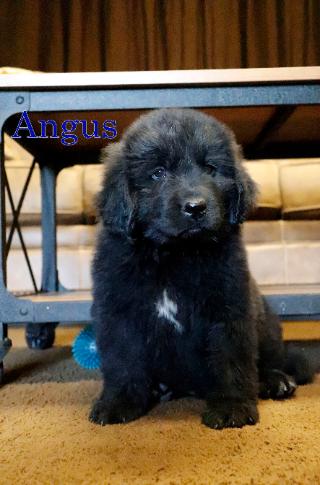 Angus