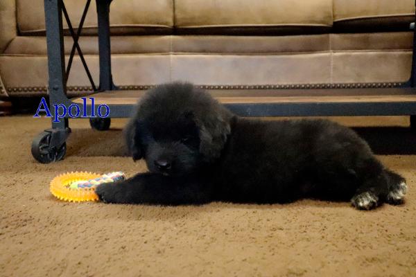 Apollo