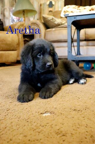 Aretha