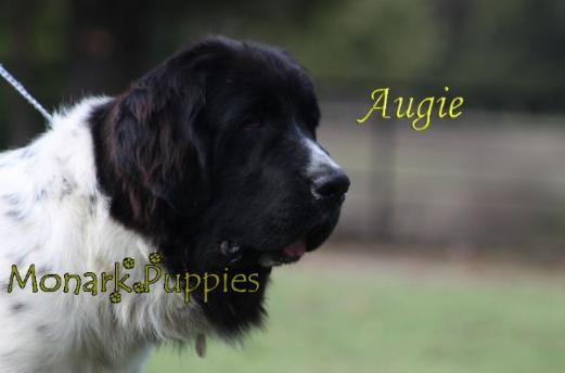 Augie
