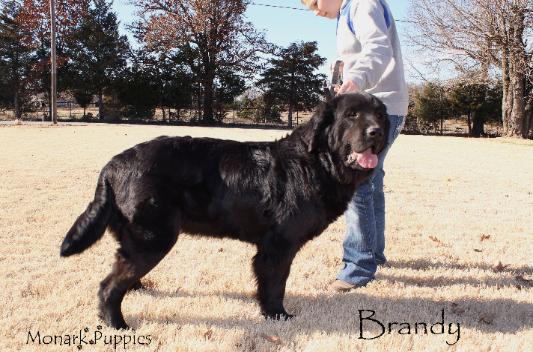 Brandy