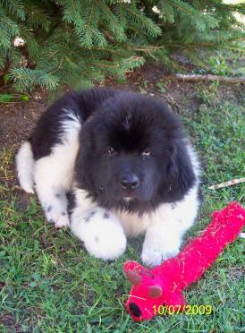 Brody 1