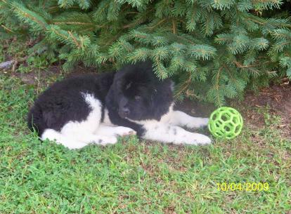 Brody 3