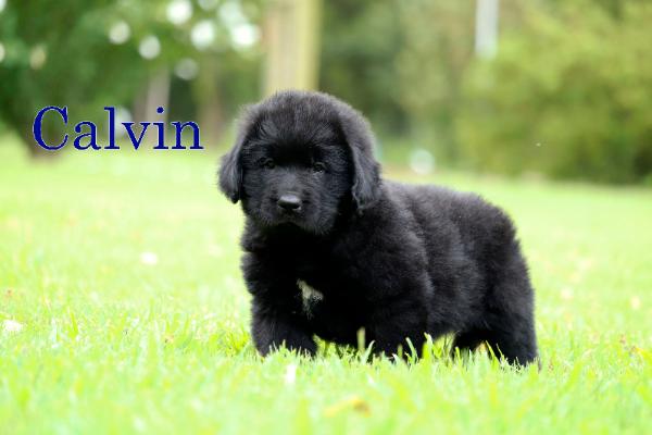 Calvin