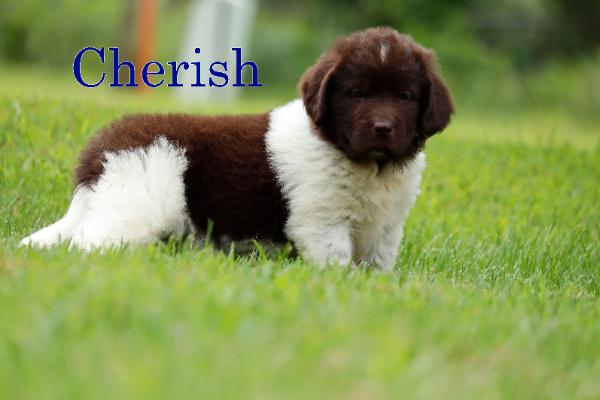 Cherish