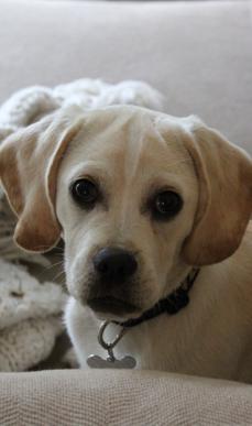 Cooper