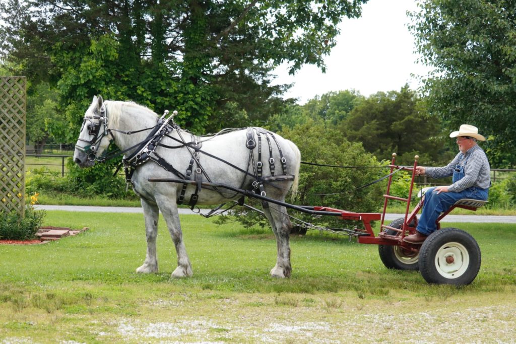 Dottie Horse 2