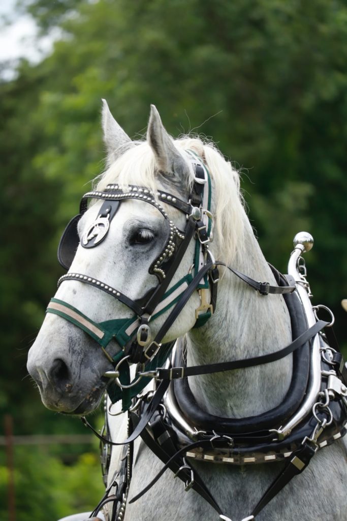 Dottie Horse
