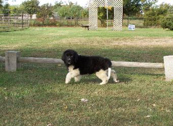 Elvis 1
