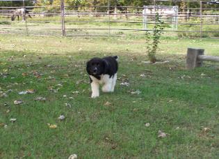 Elvis 2