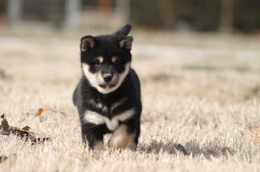 Ember