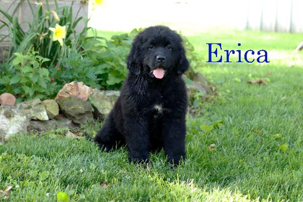 Erica