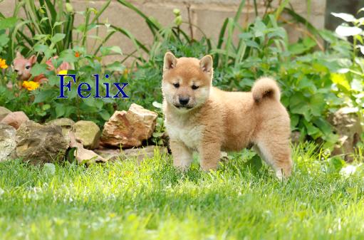 Felix