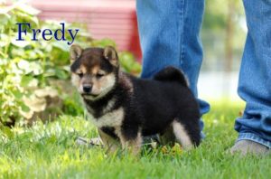 Fredy