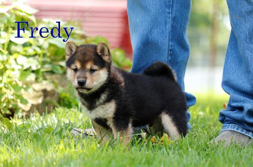 Fredy