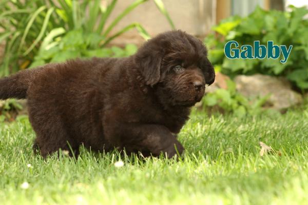 Gabby