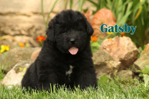 Gatsby