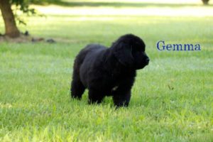 Gemma
