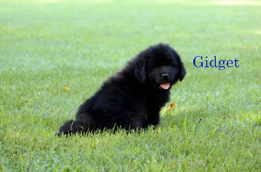 Gidget