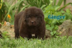 Ginger