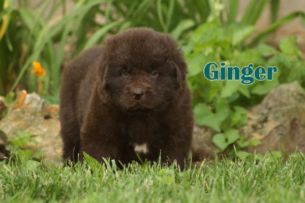 Ginger