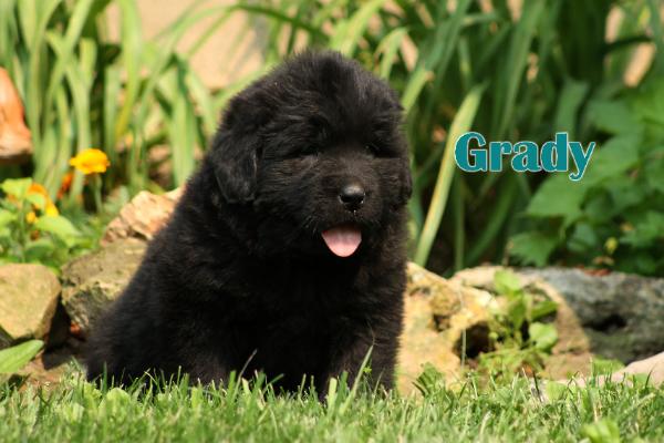 Grady