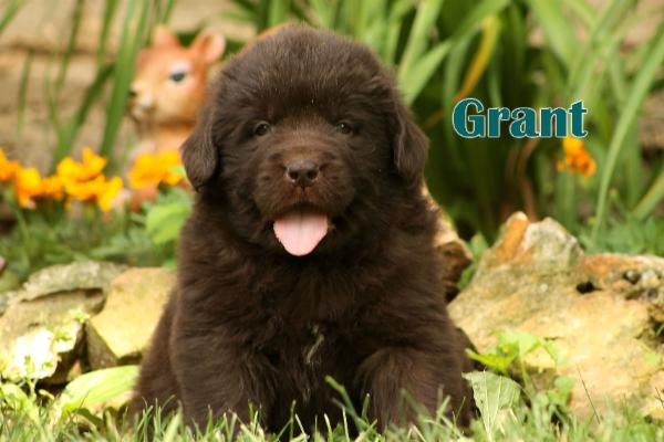 Grant