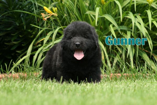 Gunner