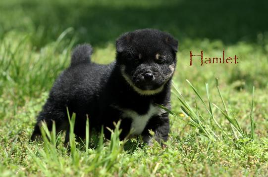 Hamlet