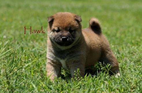 Hawk