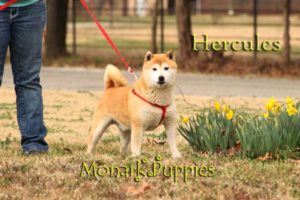Hercules