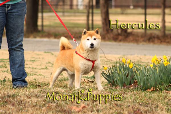 Hercules
