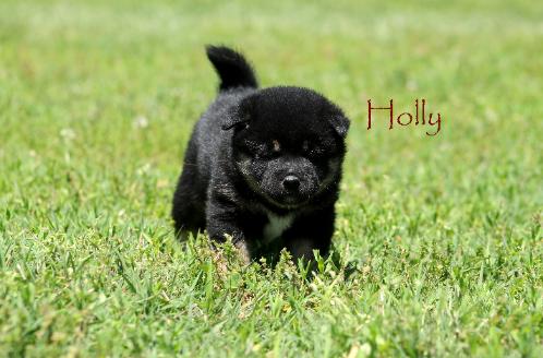 Holly