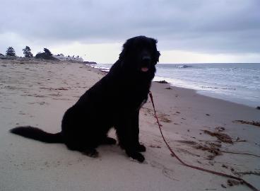 Clyde 2