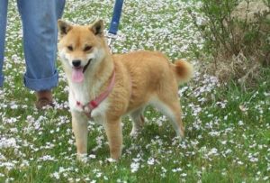 Kami