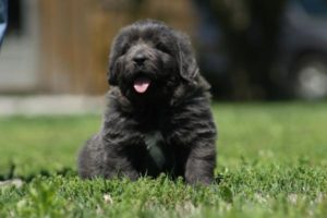 Kona