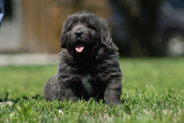 Kona