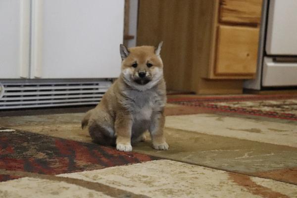Kuri