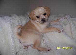 Lilly 1