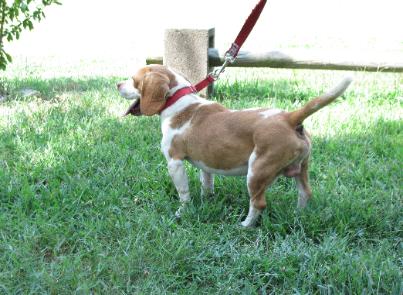 Little Britches